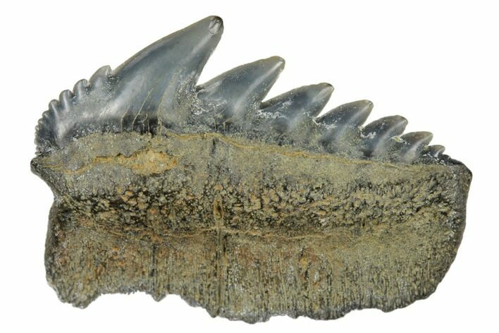 Fossil Cow Shark (Notorhynchus) Tooth - Aurora, NC #184335